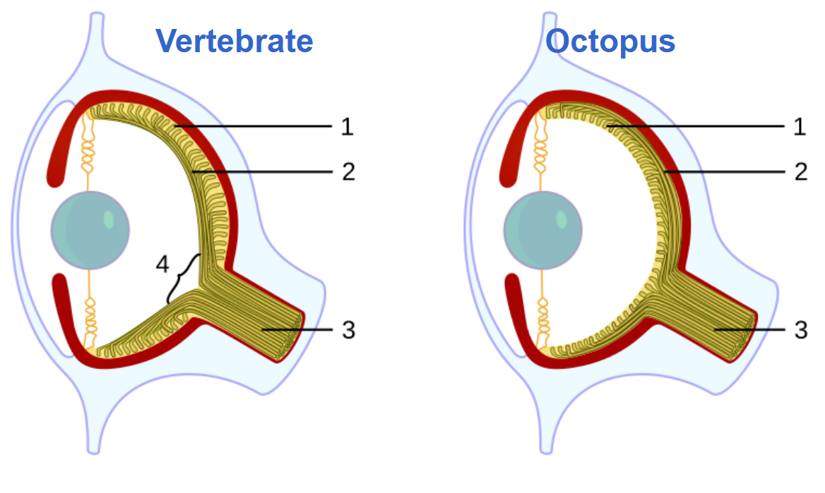 Depiction of a vertebrate eye (with nerves on the inconvenient side) and an octopus eye (with nerves on the convenient side).